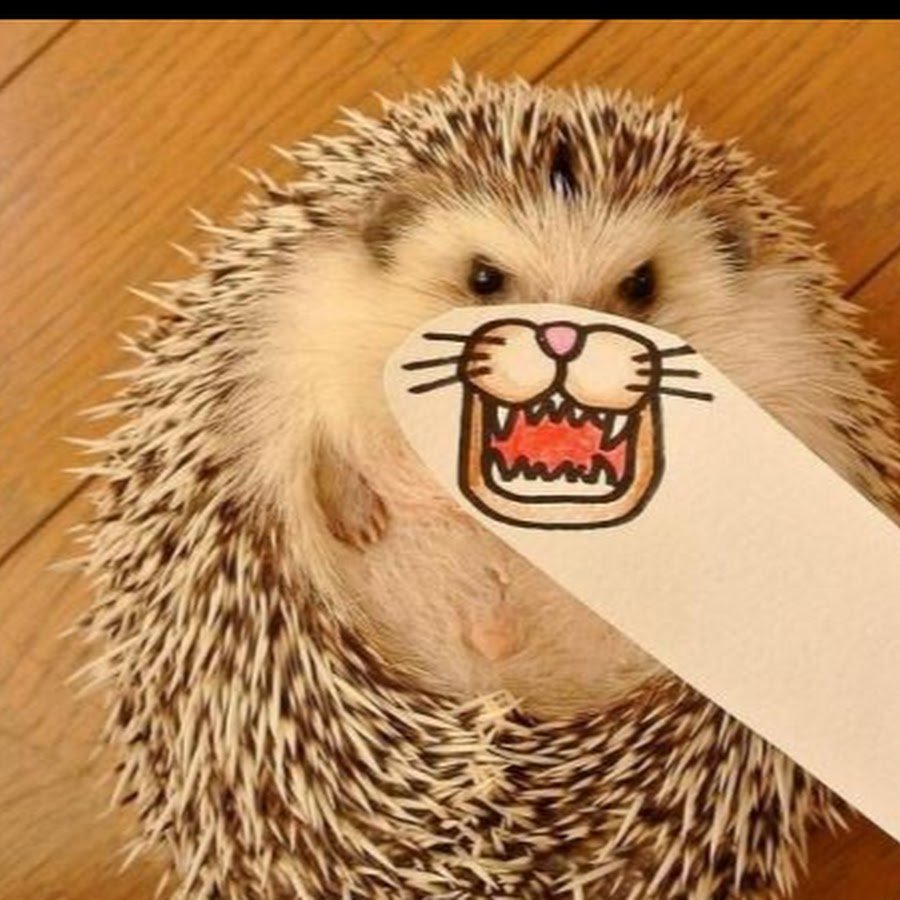 Прикольный Ежик