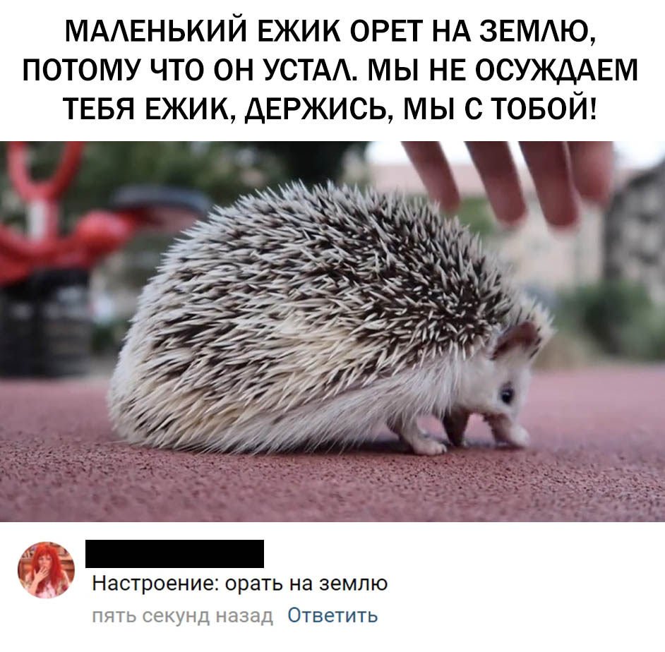 Настроение Ежик