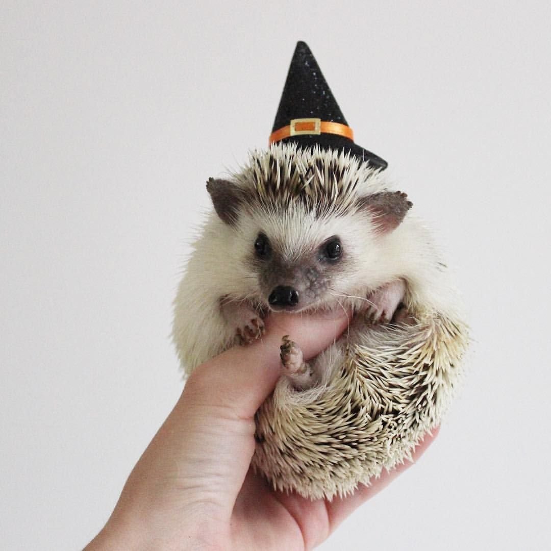 Милые Ёжики в шапочках