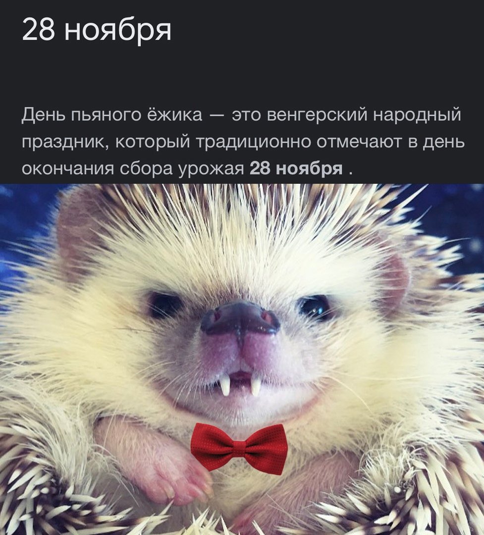 Ежик показывает язык