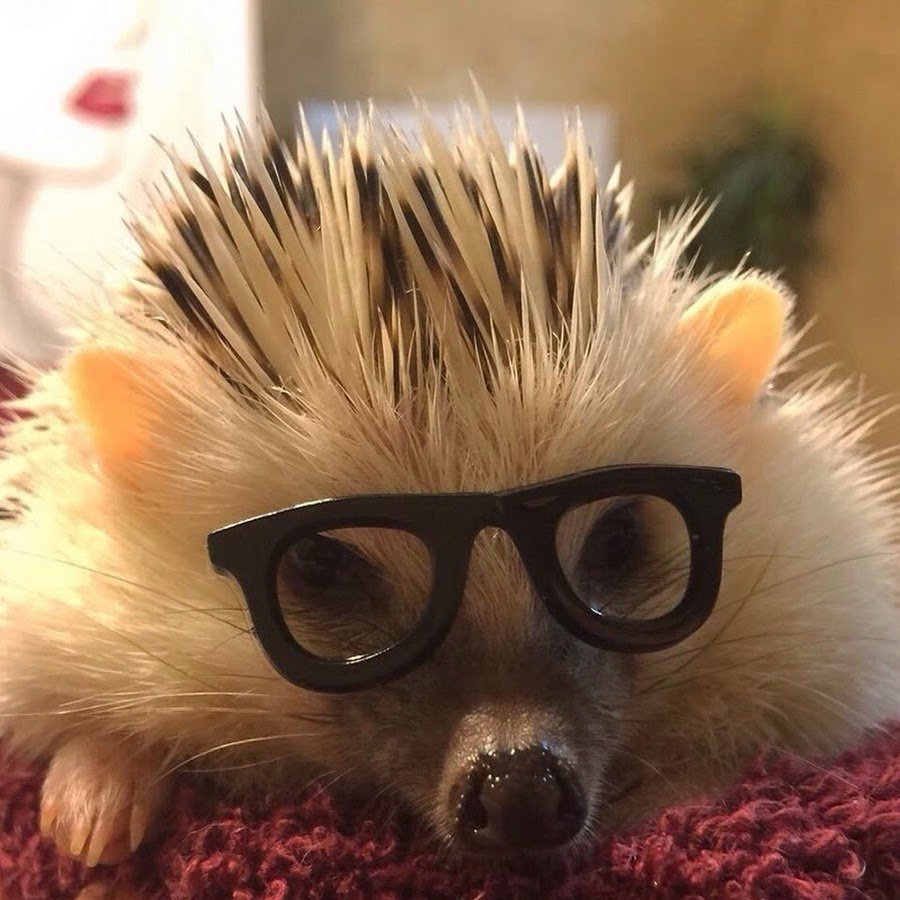 Ежик с очками