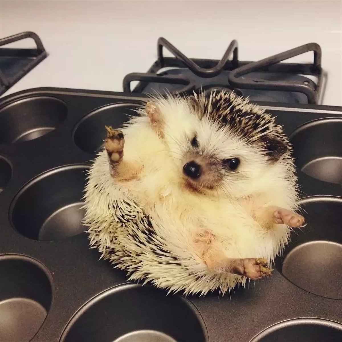 Злобный Ежик