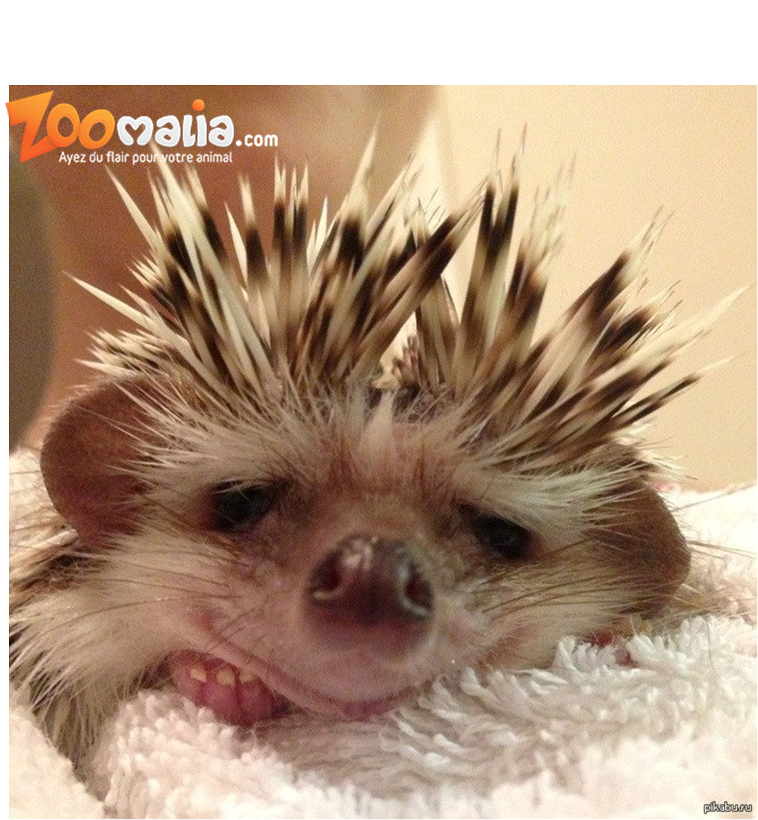 Добрый Ёжик