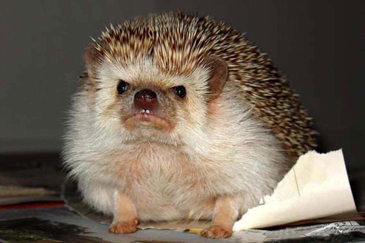 Веселый Ежик