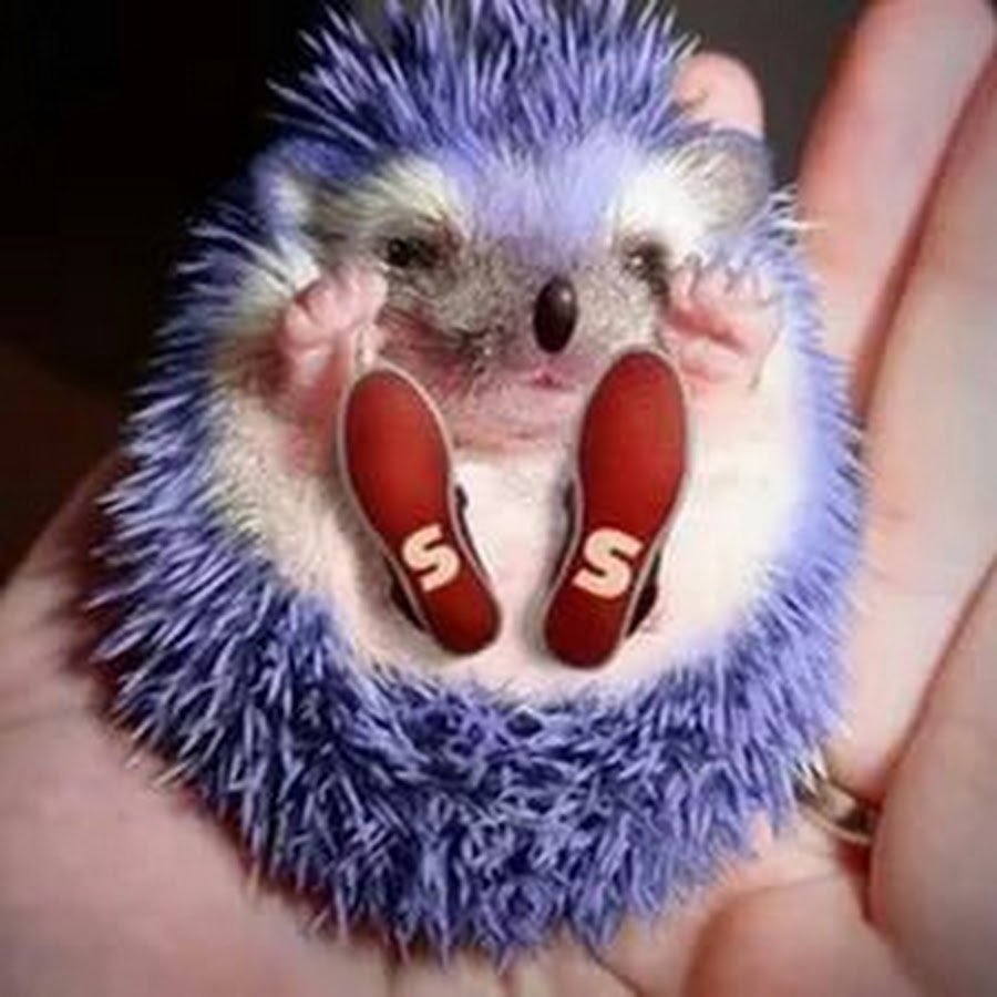 Ежик наркоман