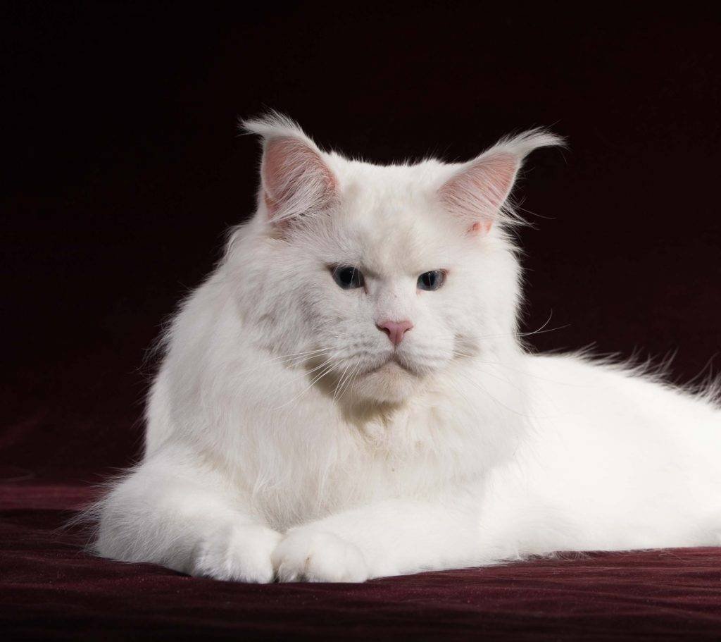 Белый мейкун. Мейн кун белый. Мейн кун альбинос. Мейн кун белый кот. Белая кошка Мейн кун.