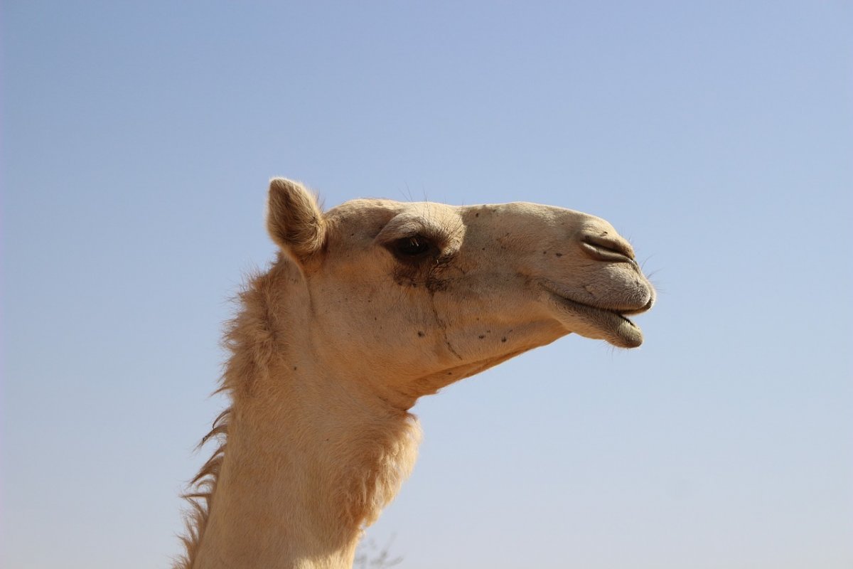 Голова верблюда