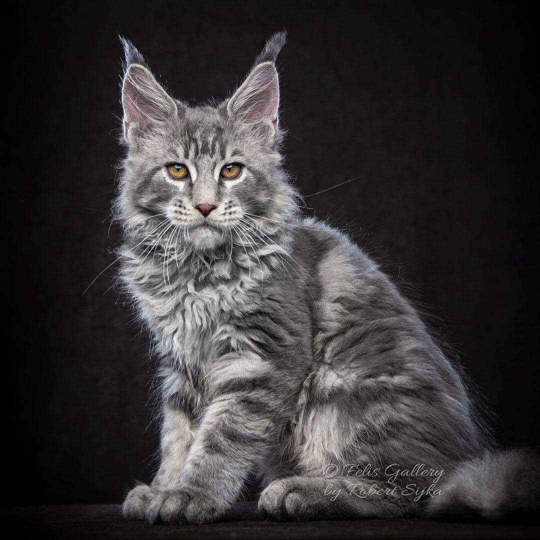 Манчкин и Мейн кун