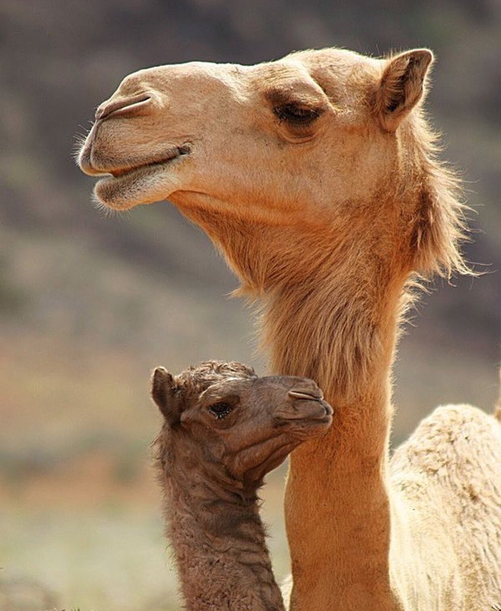 Верблюд с верблюжонком