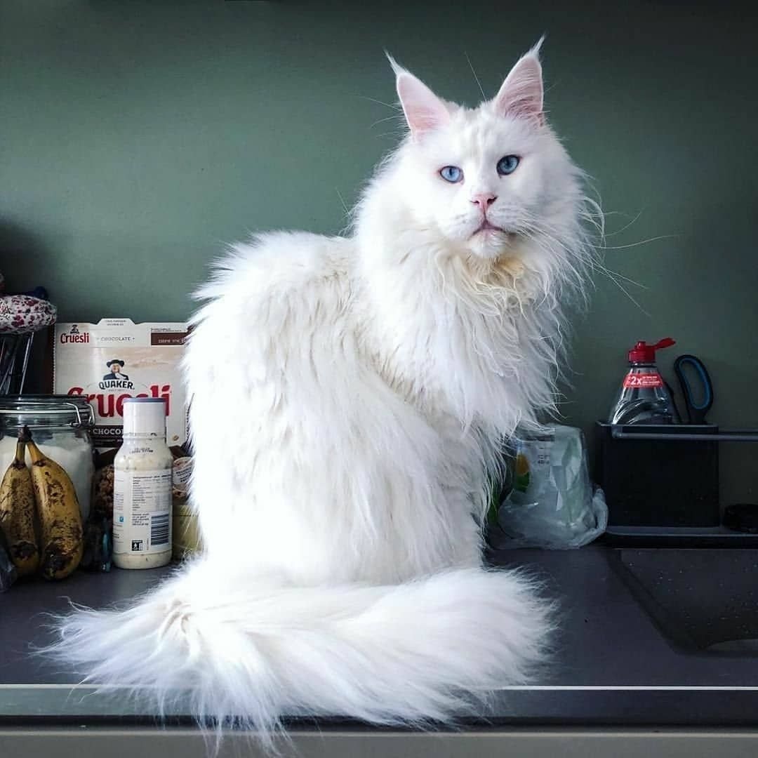 Кот кефир Мейн кун