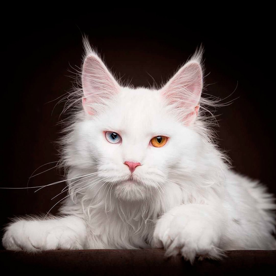 Мейн кун белый альбинос