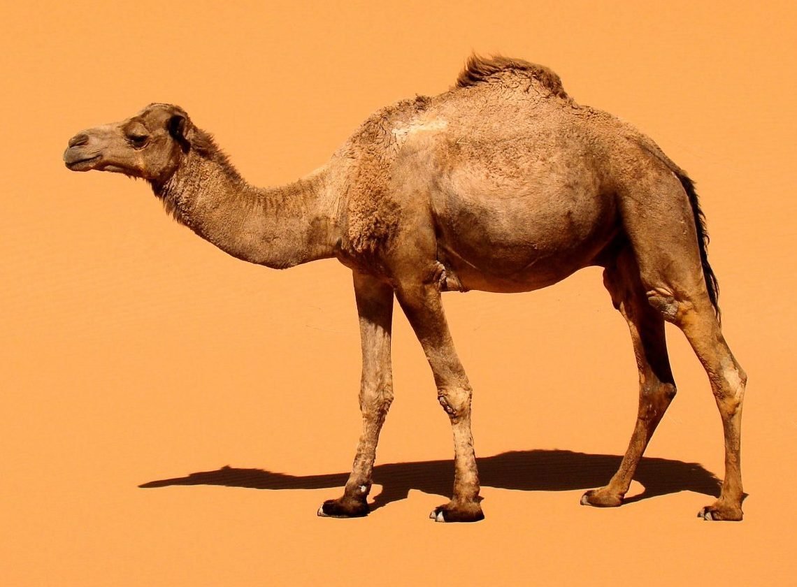 Дромадер и бактриан