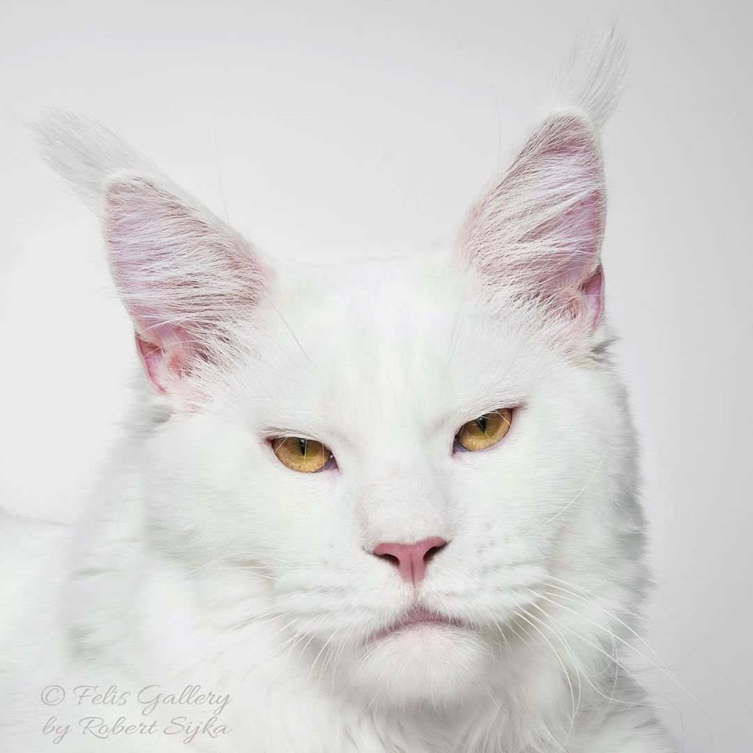 Мейн кун белый Солид