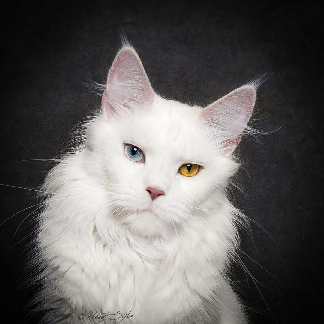 Белый разноглазый Мейн кун