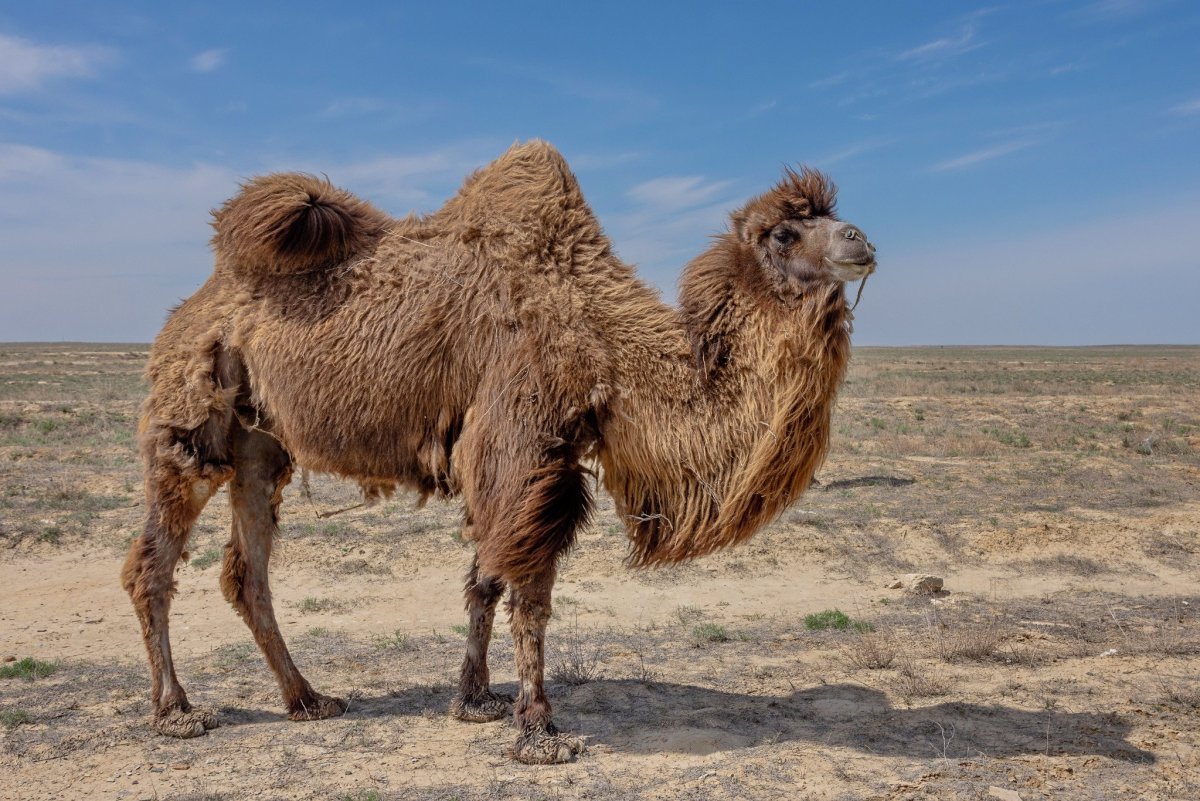 Двугорбый верблюд бактриан
