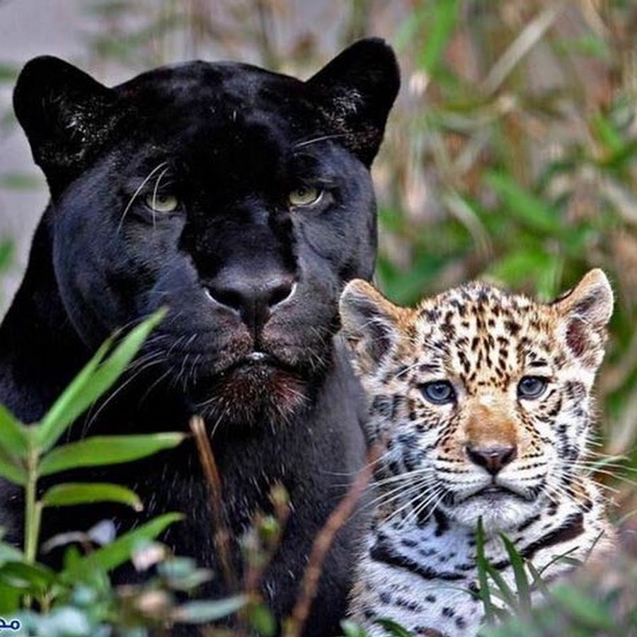 Пума и пантера