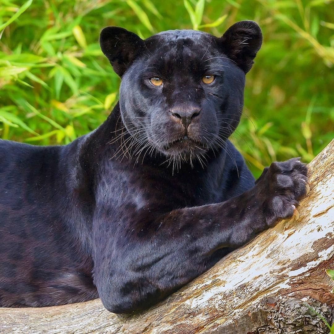 Леопард меланист