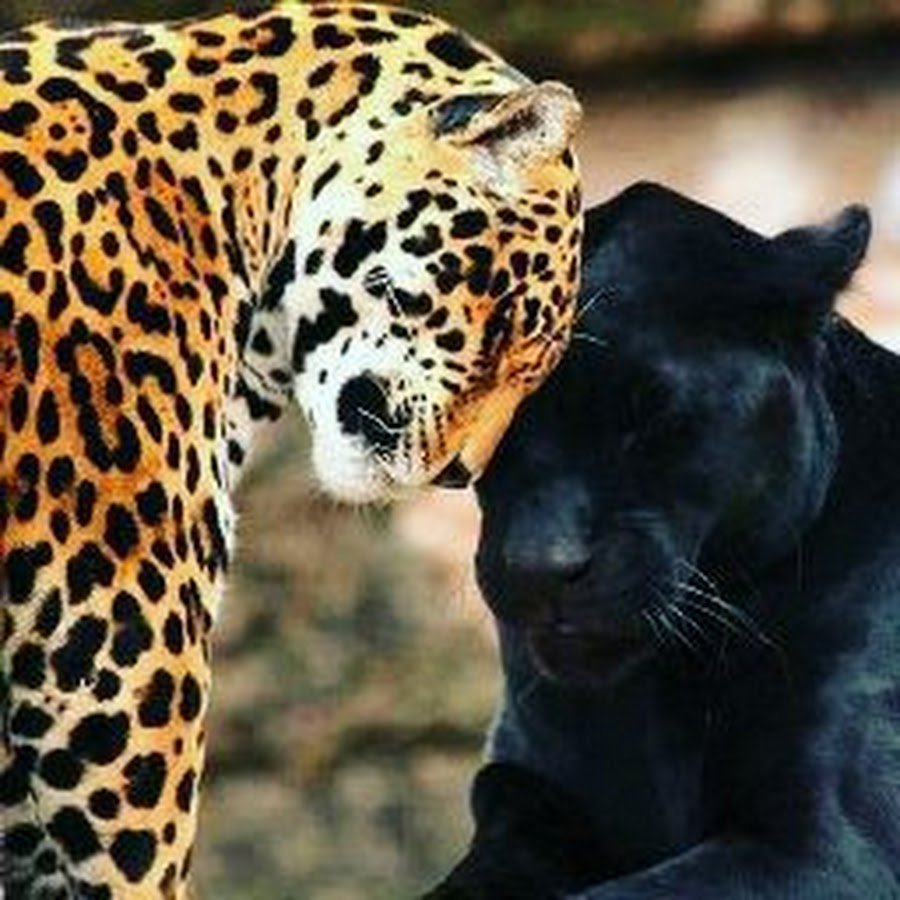 Леопард гепард пантера