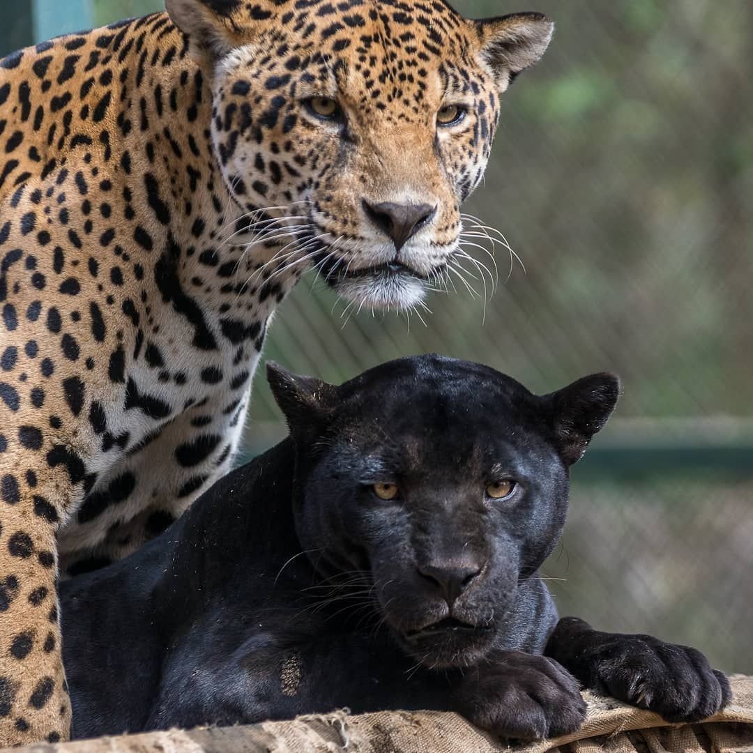 Пума Ягуар леопард пантера