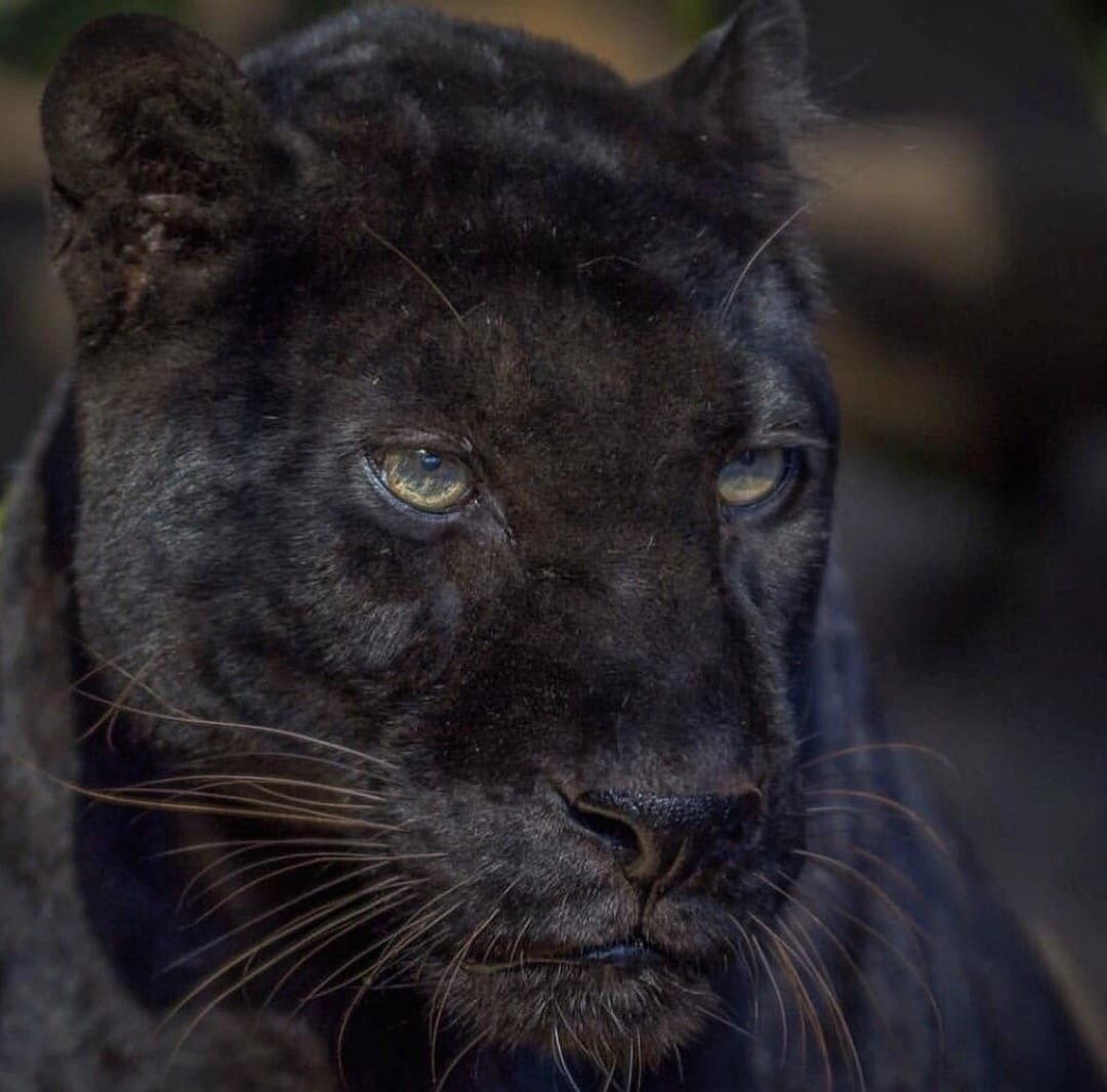 Гималайская пантера