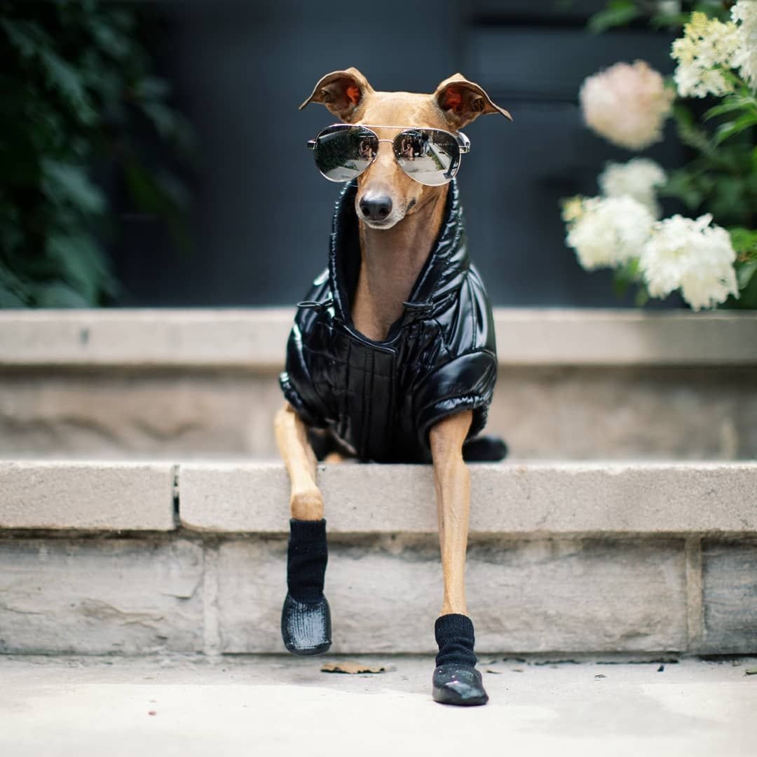 Левретка с языком