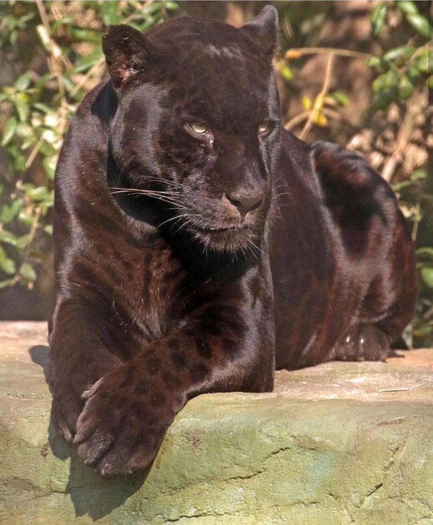 Черная пантера Ягуар