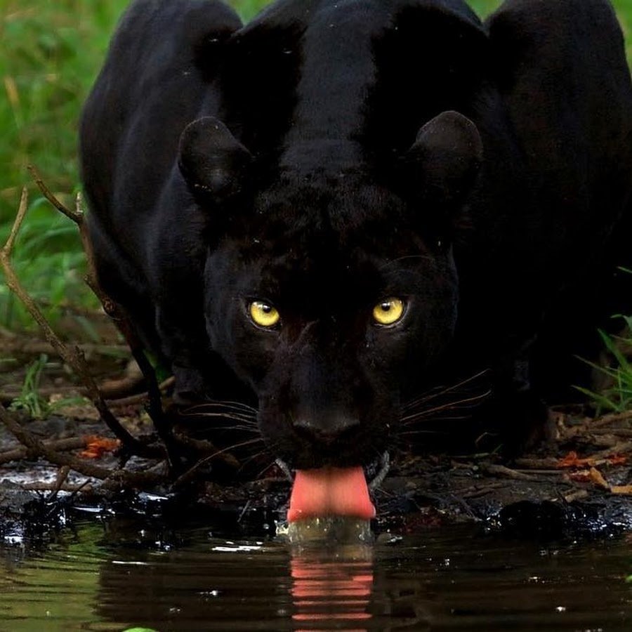 Пантеры могут обитать в тайге?