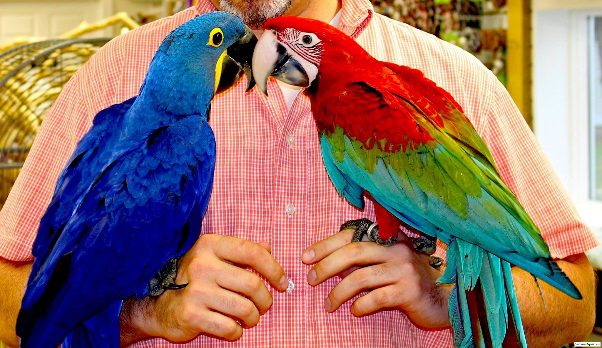 Попугай ара говорит. Крупные попугаи: жако, ара, Какаду, Амазон.. Попугай ара и жако. Попугай ара зеленокрылый. Красный ара и зеленокрылый ара.