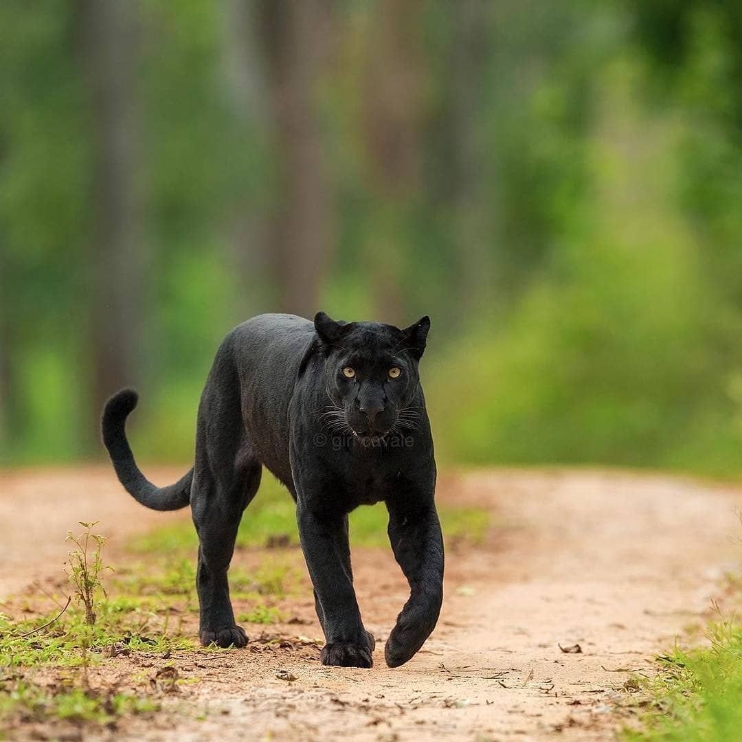 Грация пантеры