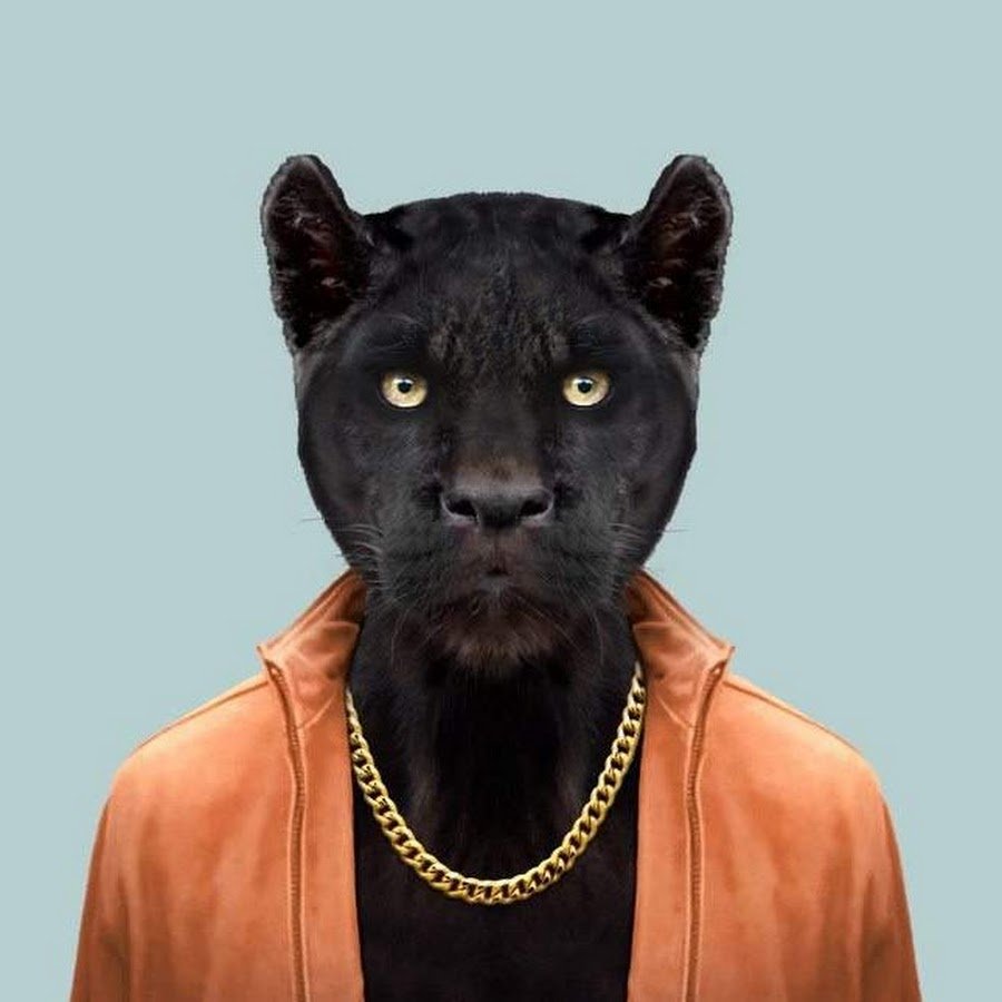 Животные в одежде