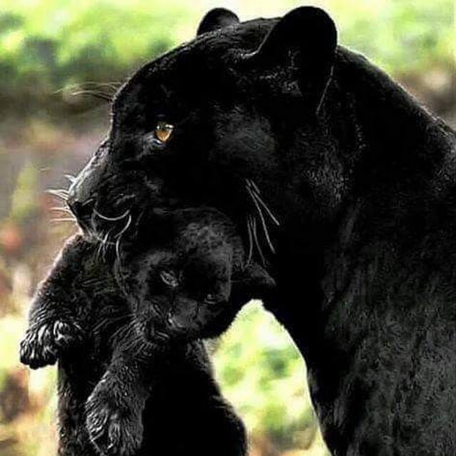 Настоящая чёрная пантера 2020