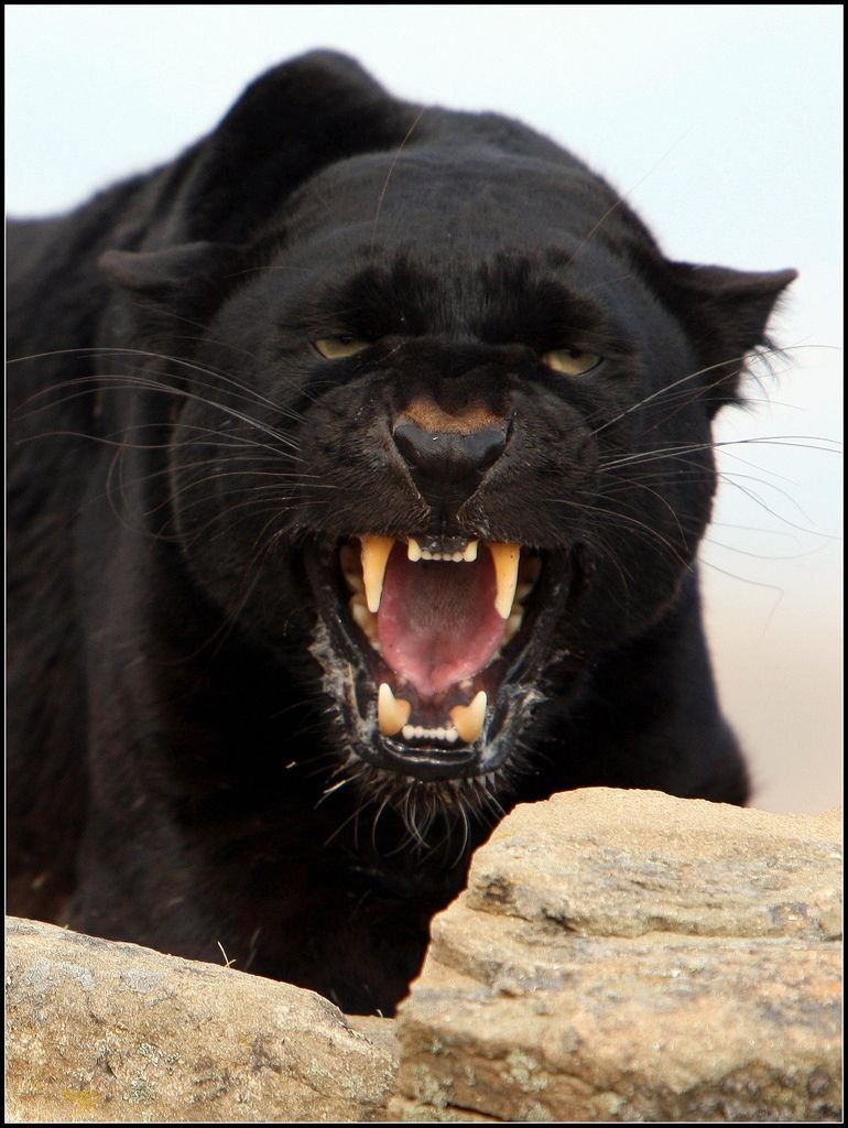 Пантера испугалась