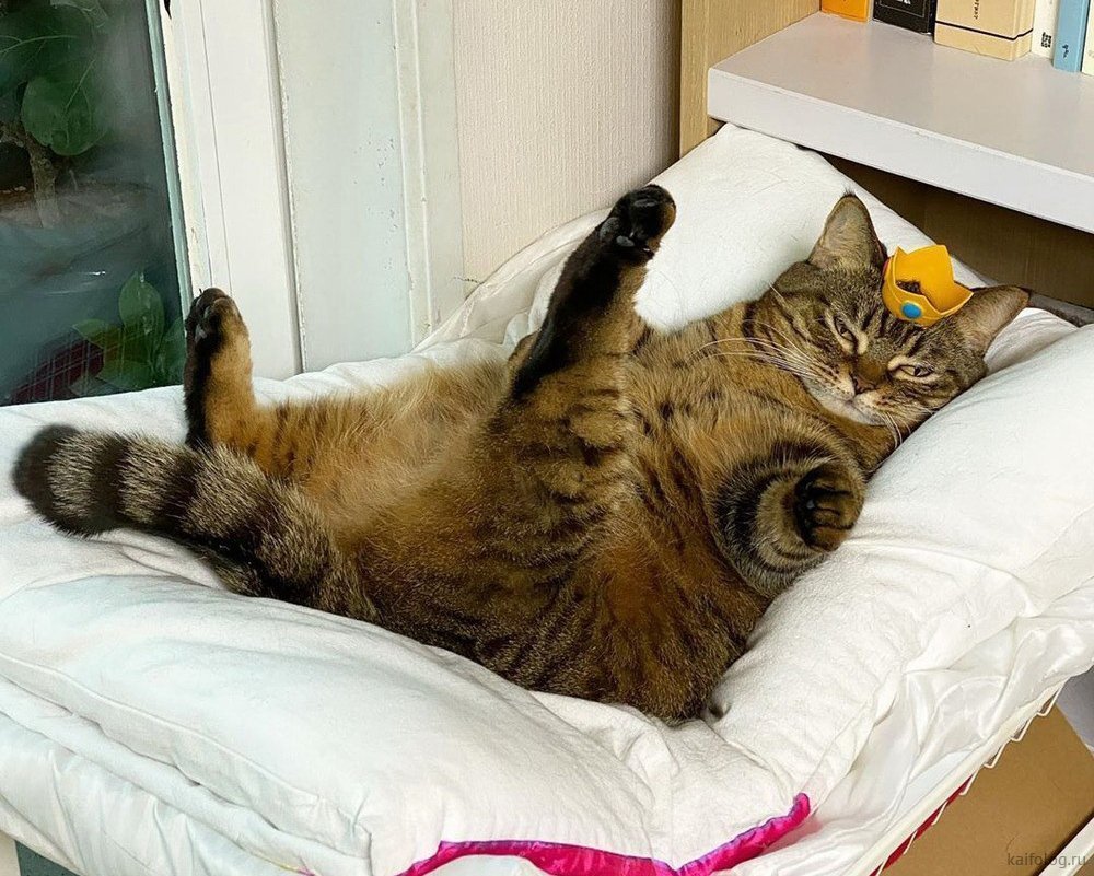 Коты бездельники