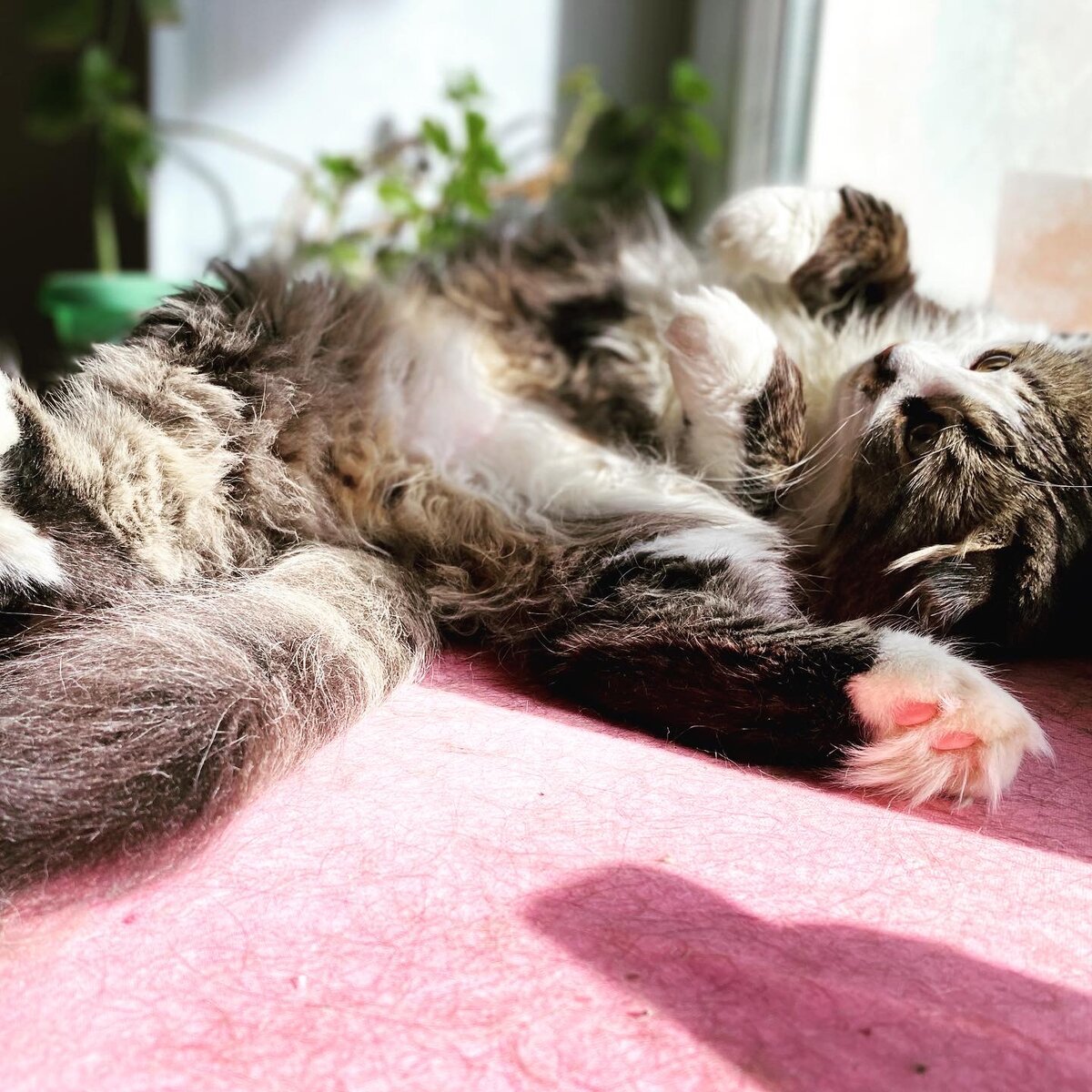 Смешные толстые коты