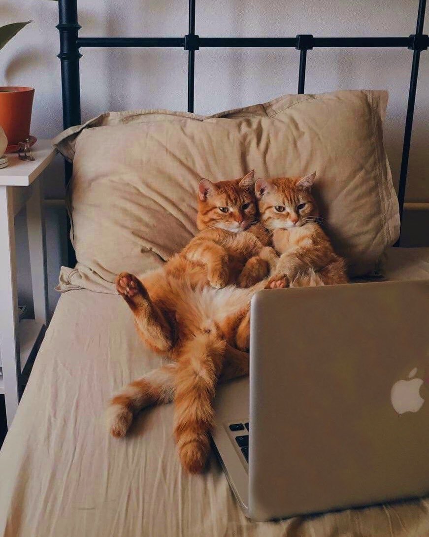 Диван кошка