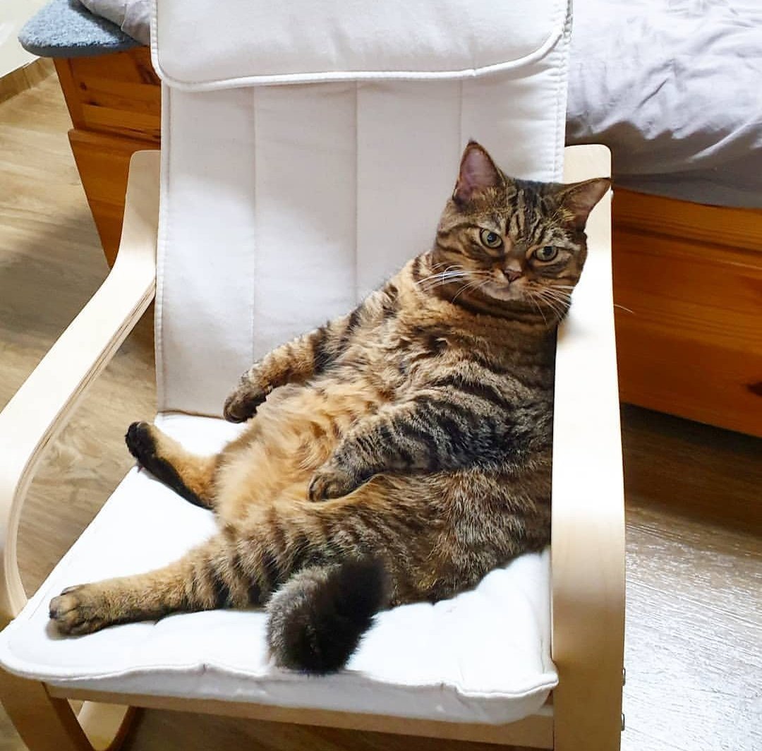 Ленивый кот