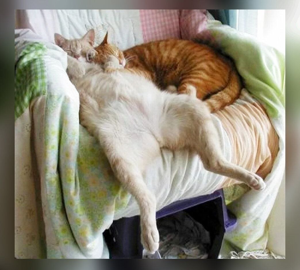 Смешные коты спят
