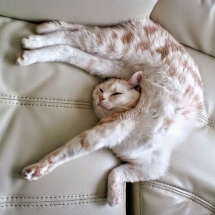 Котики в смешных позах