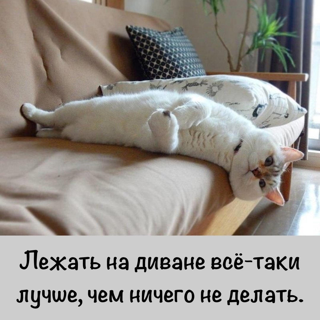 Кот Лежебока