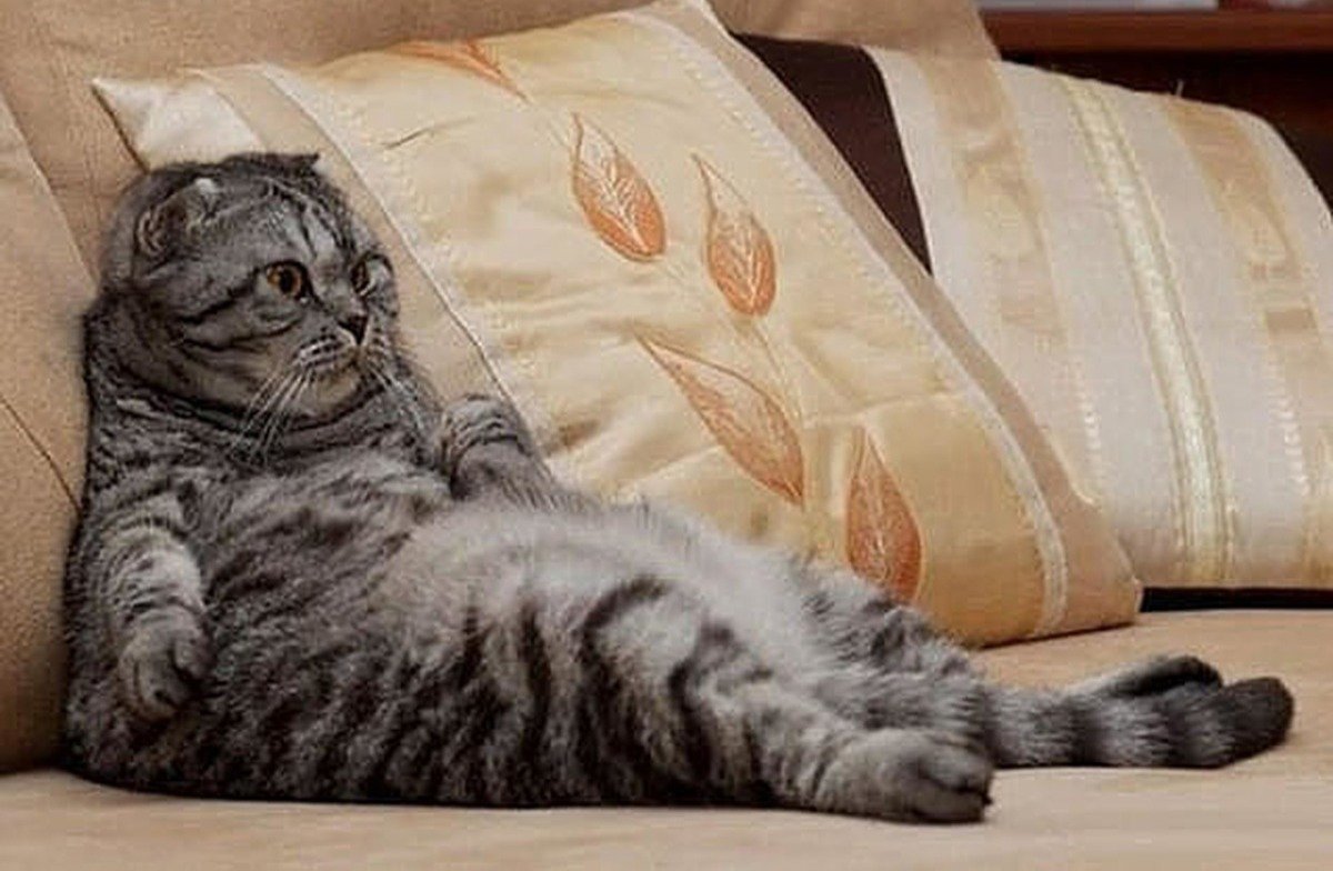 Кошачья лень