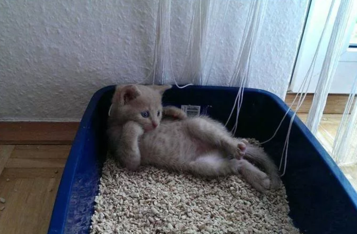 Кот Лежебока