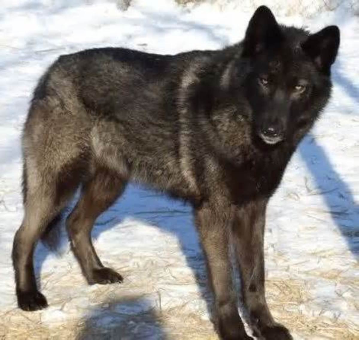 Маламут волкособ