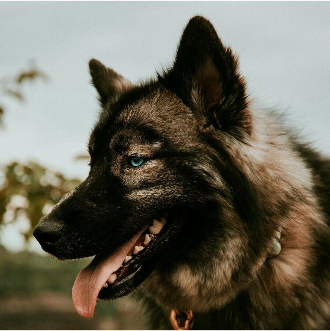 Волкособ хаски волк