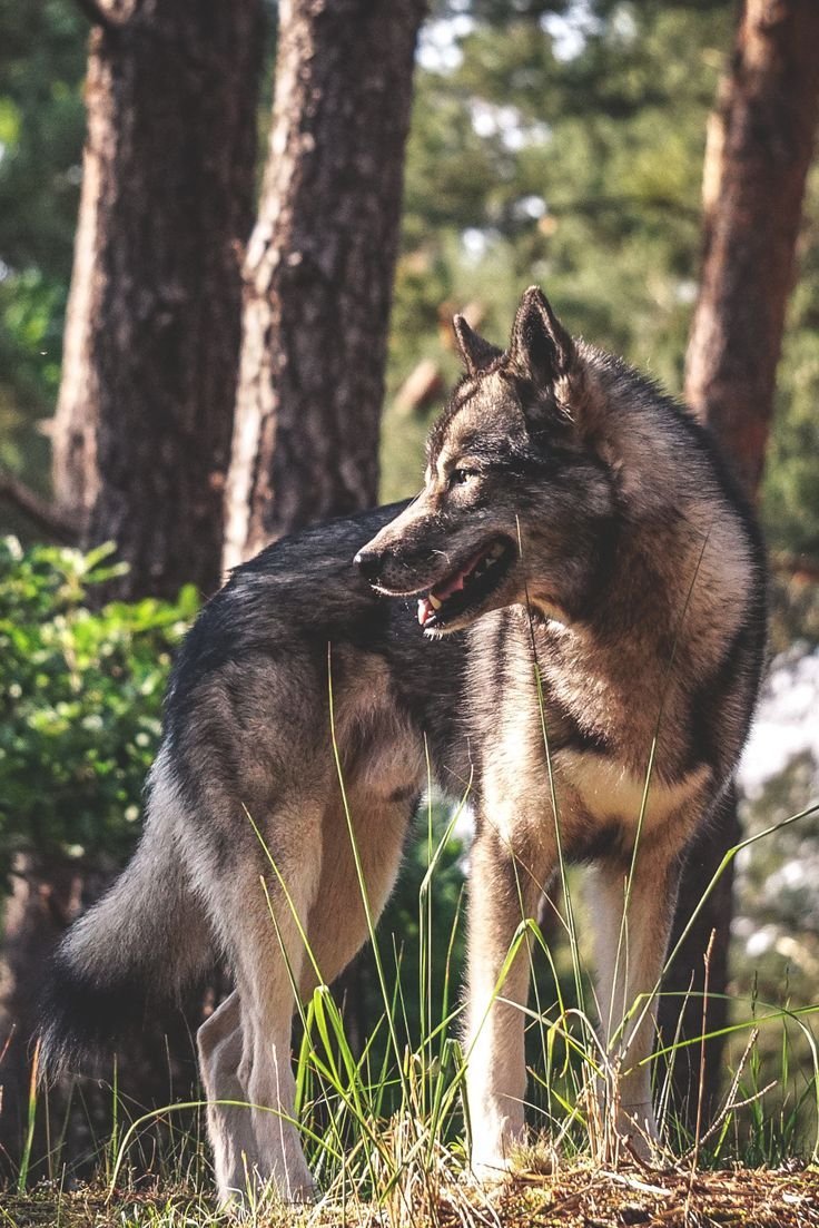 Волкособ гибрид волка