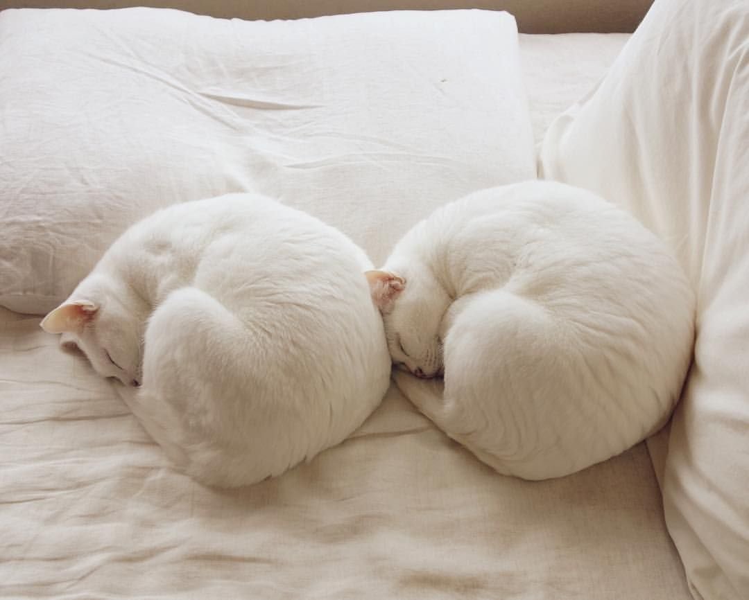 Кошка спит клубком