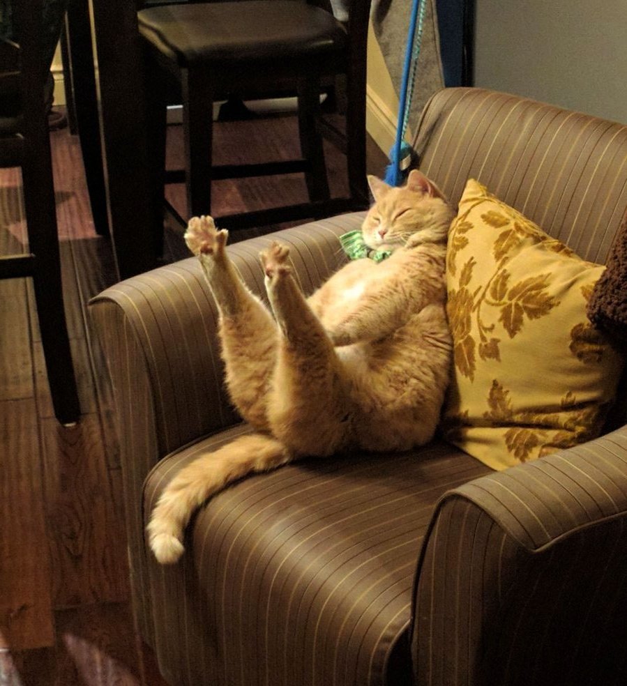 Кот спит Мем