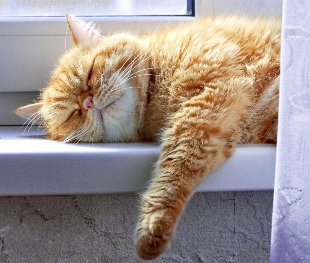 Рыжий кот спит на окне