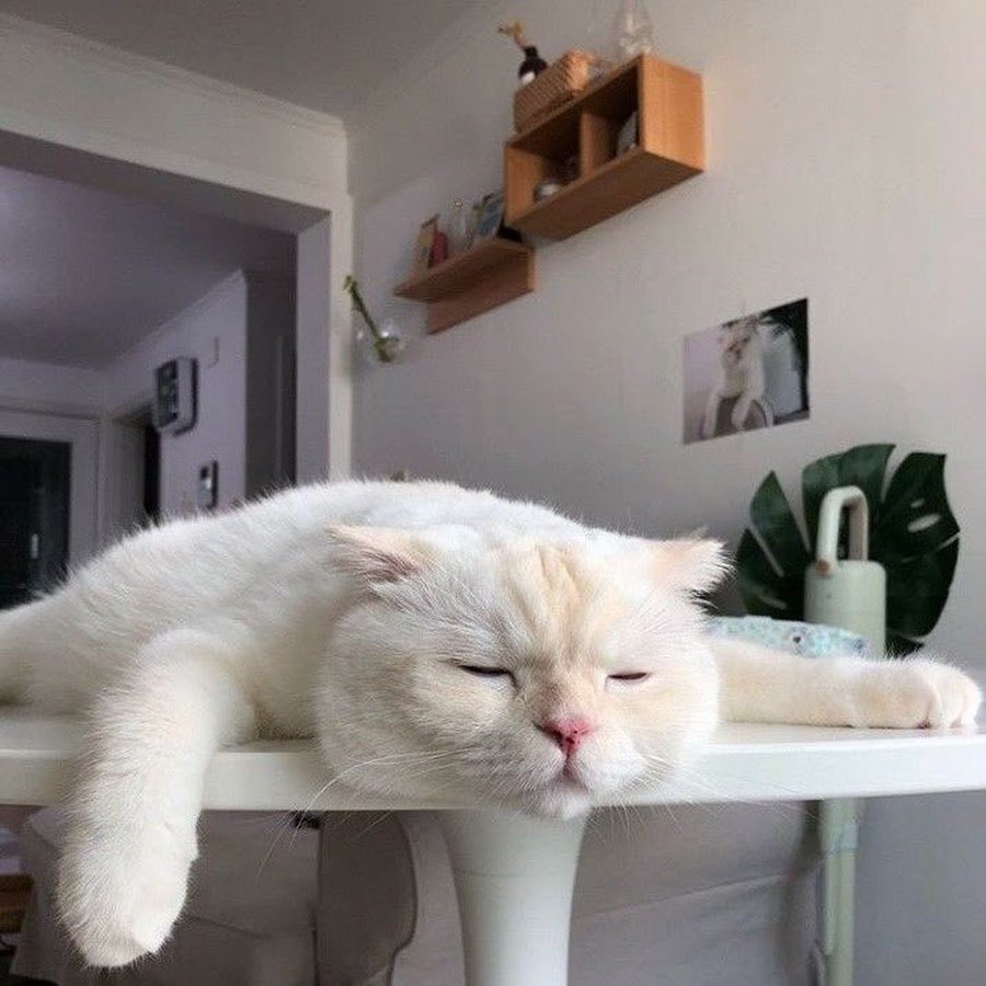 Ленивая кошка