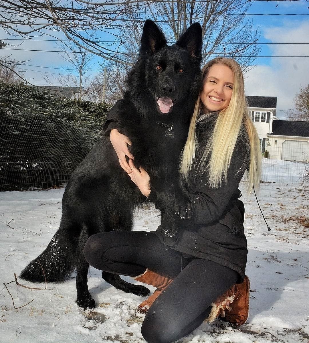 Волкособ метис хаски