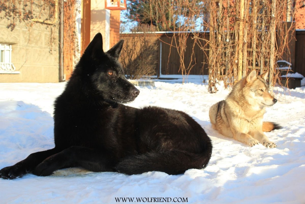 Размеры волка и собаки